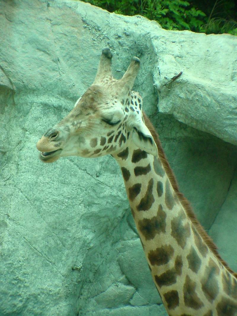 Giraffe (Daejeon Zooland); DISPLAY FULL IMAGE.