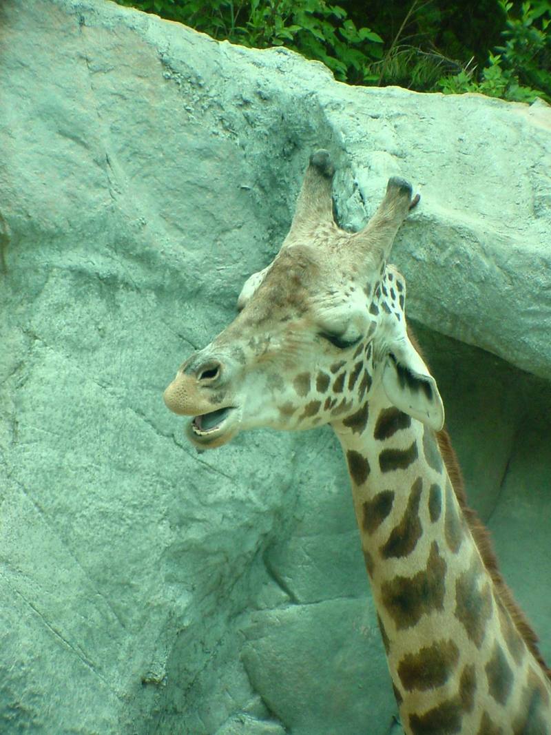 Giraffe (Daejeon Zooland); DISPLAY FULL IMAGE.