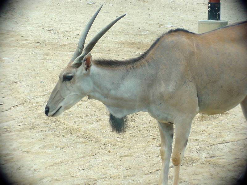 Eland (Daejeon Zooland); DISPLAY FULL IMAGE.