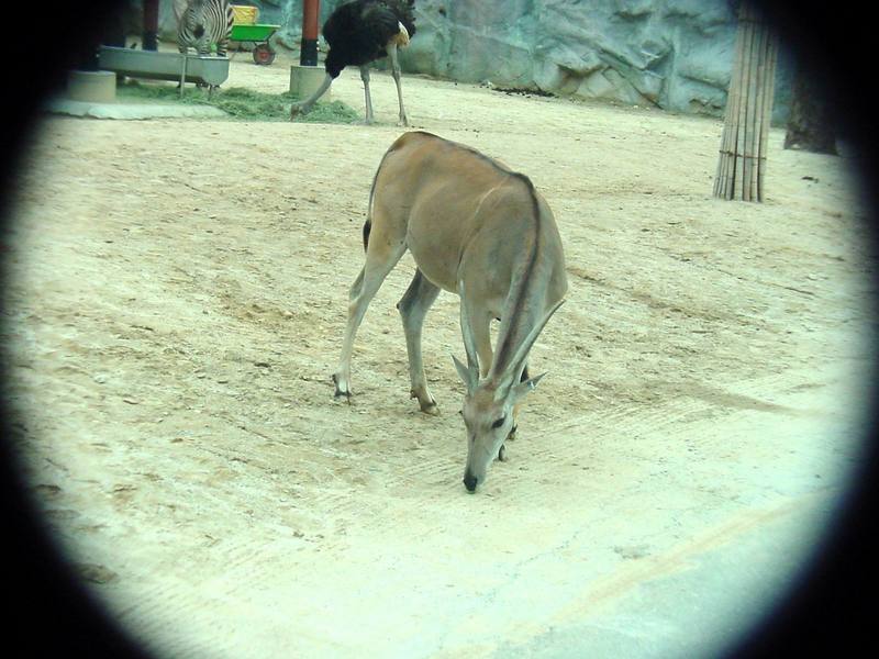 Eland (Daejeon Zooland); DISPLAY FULL IMAGE.