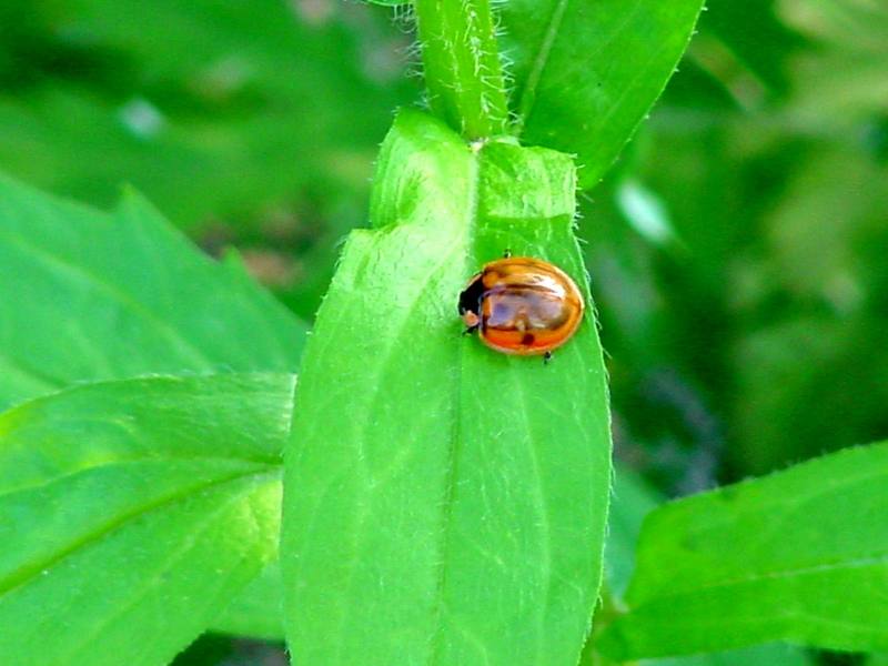 Ladybug; DISPLAY FULL IMAGE.