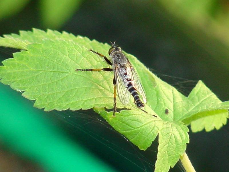 Robber fly; DISPLAY FULL IMAGE.