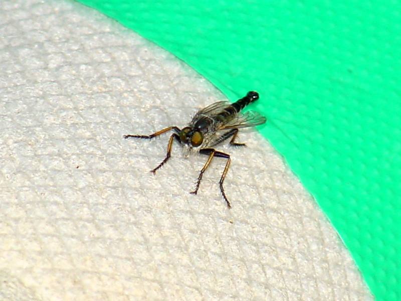 Robber fly; DISPLAY FULL IMAGE.