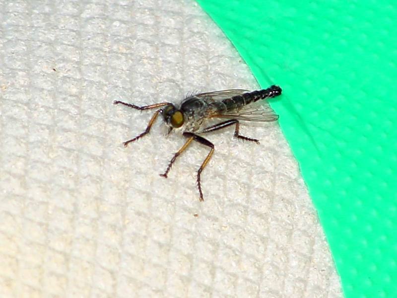 Robber fly; DISPLAY FULL IMAGE.