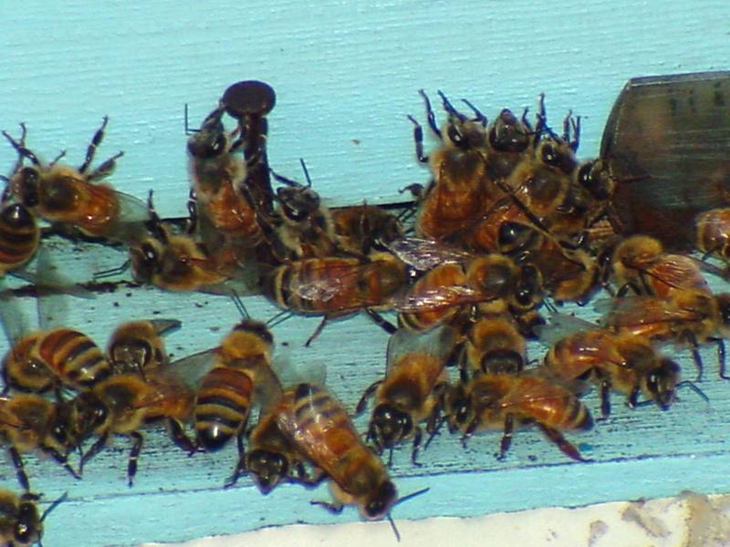 Honeybee; DISPLAY FULL IMAGE.