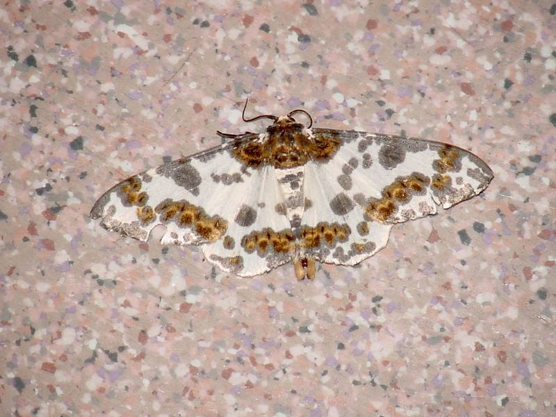 Moth; DISPLAY FULL IMAGE.