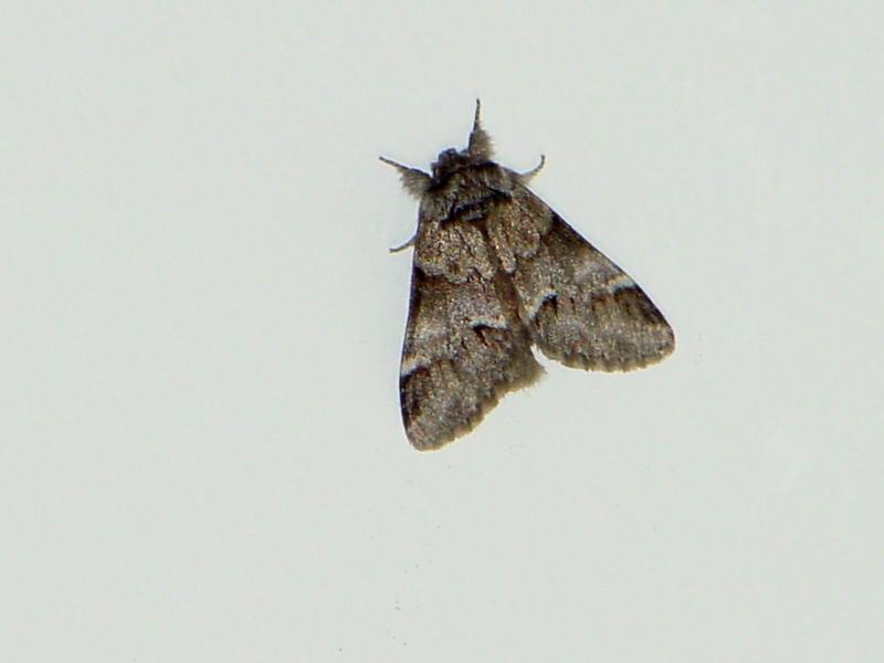 Moth; DISPLAY FULL IMAGE.