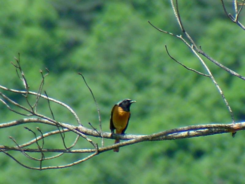 Daurian Redstart; DISPLAY FULL IMAGE.