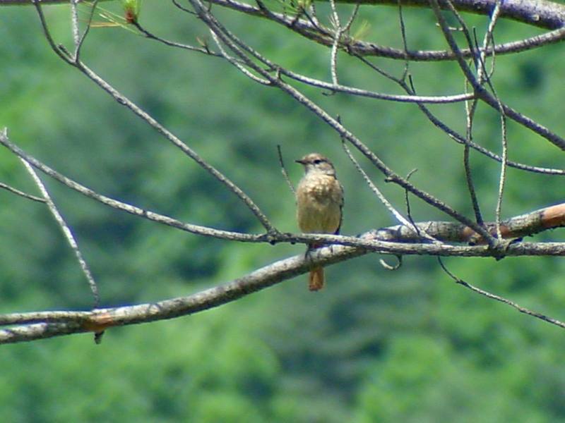Daurian Redstart (female); DISPLAY FULL IMAGE.