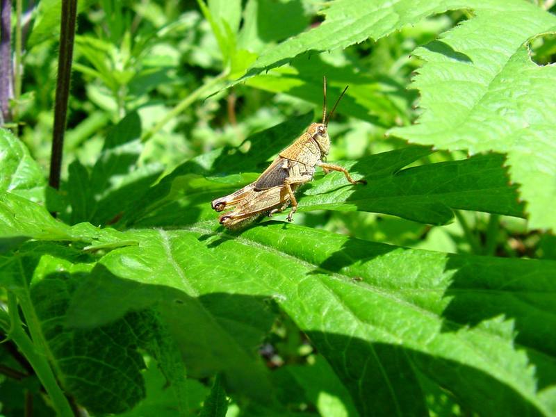 Grasshopper; DISPLAY FULL IMAGE.