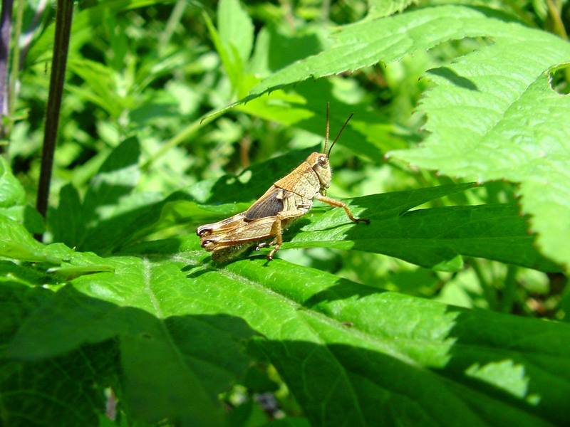 Grasshopper; DISPLAY FULL IMAGE.