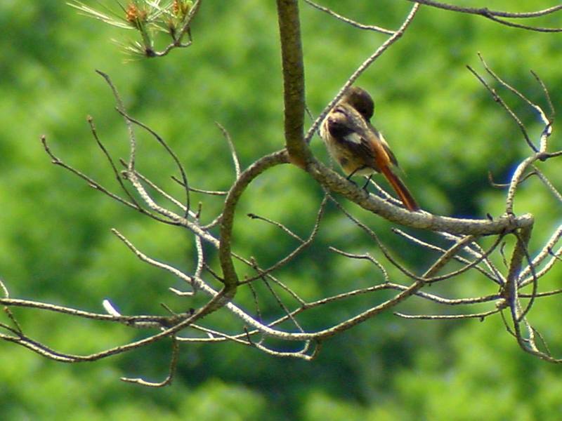 Daurian Redstart {!--딱새 암컷-->; DISPLAY FULL IMAGE.