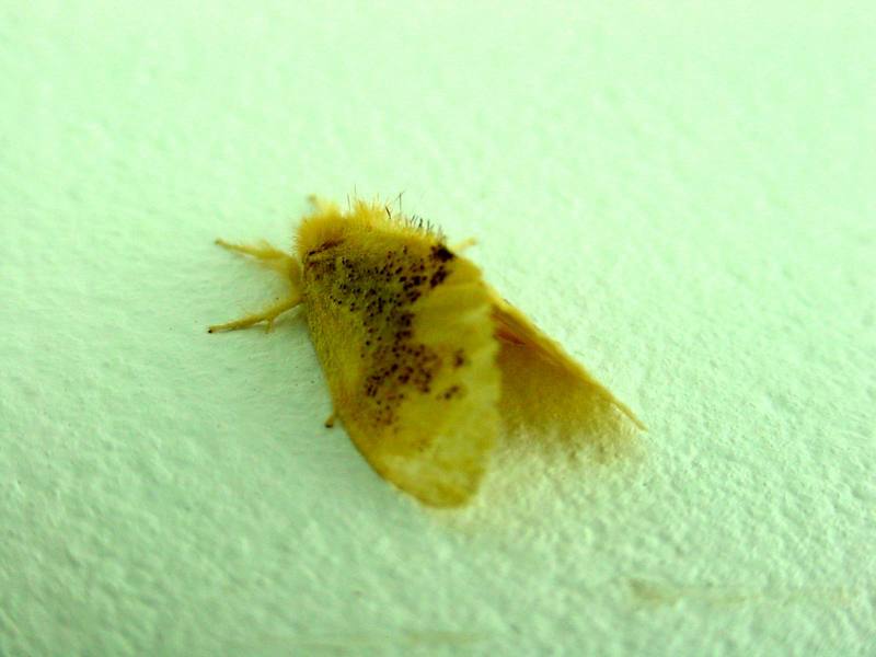 Moth {!--나방-->; DISPLAY FULL IMAGE.
