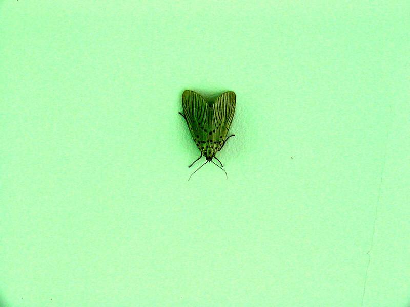 Agrisius fuliginosus (Moth) {!--나방(점박이불나방)-->; DISPLAY FULL IMAGE.