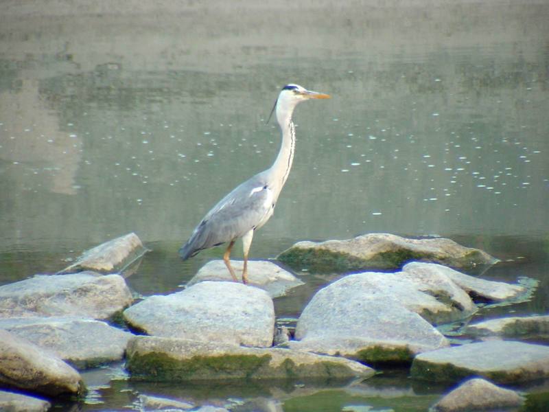 Gray Heron {!--왜가리-->; DISPLAY FULL IMAGE.