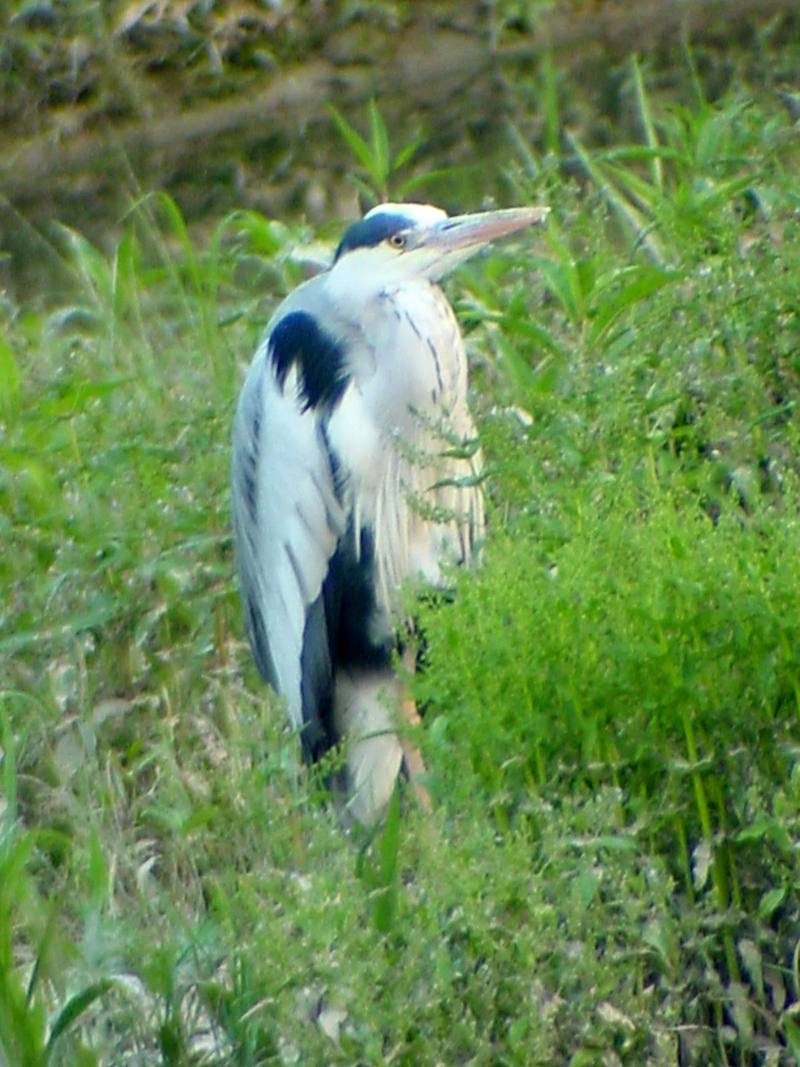 Gray Heron {!--왜가리-->; DISPLAY FULL IMAGE.
