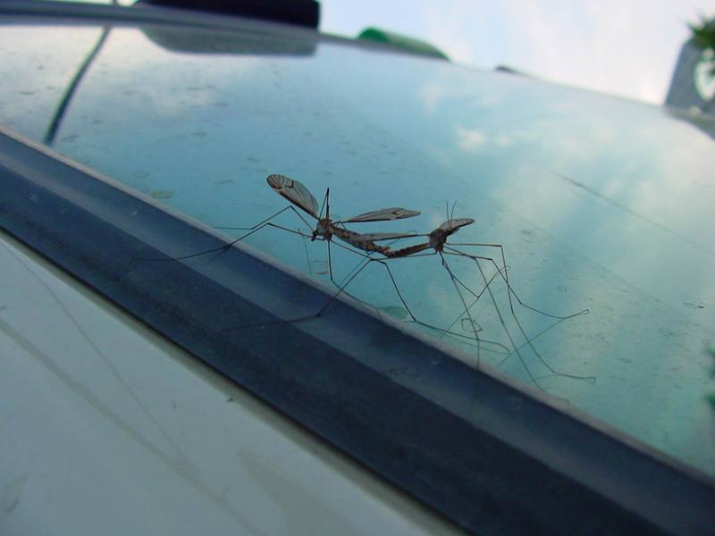 Crane Fly pair (mating) {!--각다귀 짝짓기-->; DISPLAY FULL IMAGE.