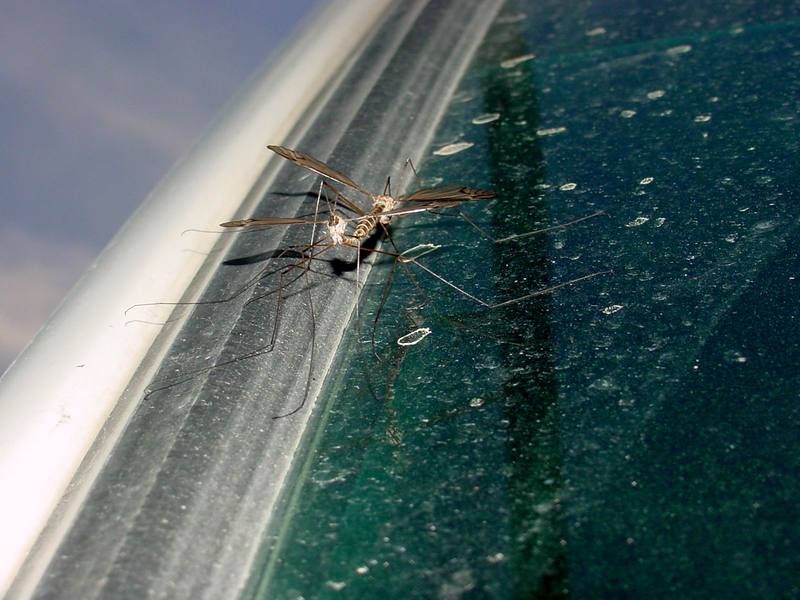 Crane Fly pair (mating) {!--각다귀 짝짓기-->; DISPLAY FULL IMAGE.