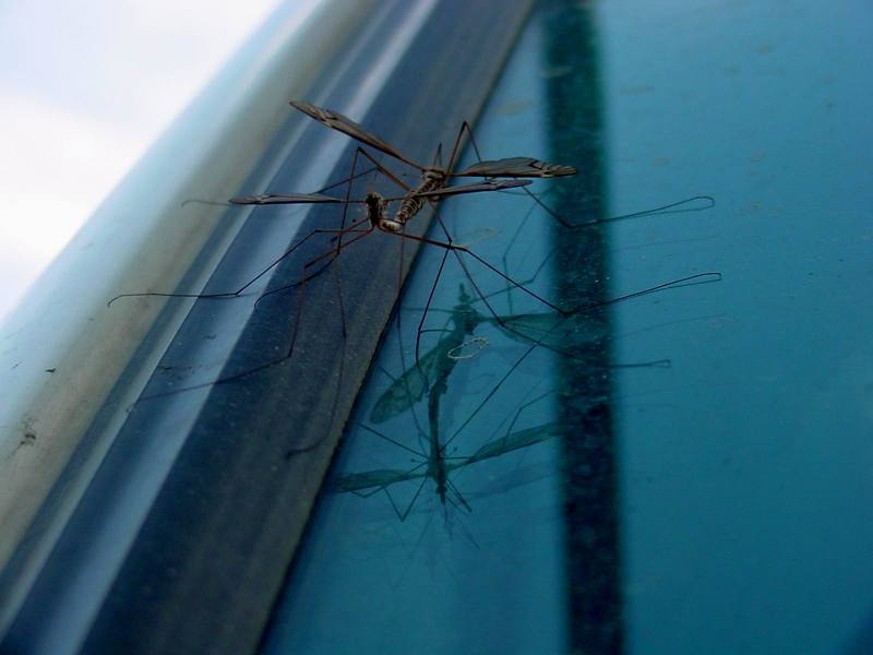 Crane Fly pair (mating) {!--각다귀 짝짓기-->; DISPLAY FULL IMAGE.