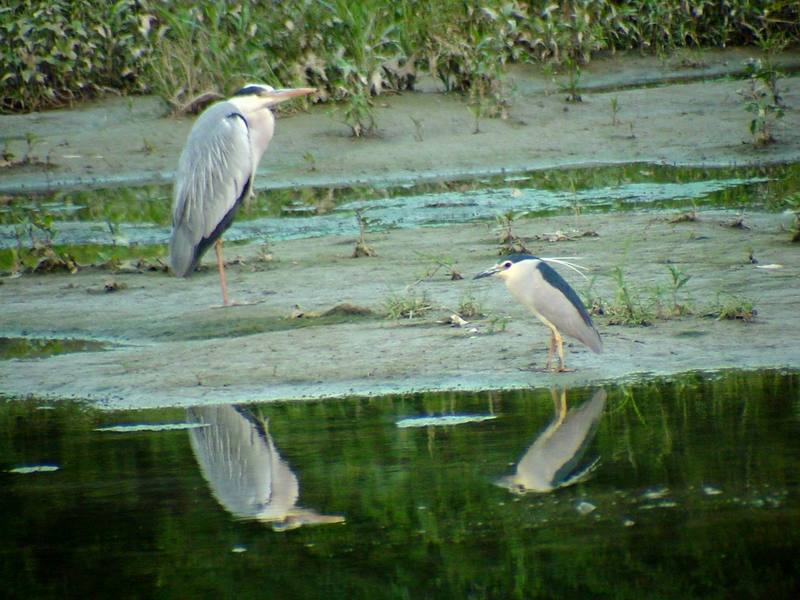 Grey Heron and Black-crowned Night Heron {!--왜가리/해오라기-->; DISPLAY FULL IMAGE.