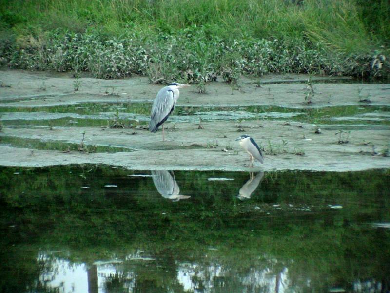 Grey Heron and Black-crowned Night Heron {!--왜가리/해오라기--> -Zoom test :); DISPLAY FULL IMAGE.