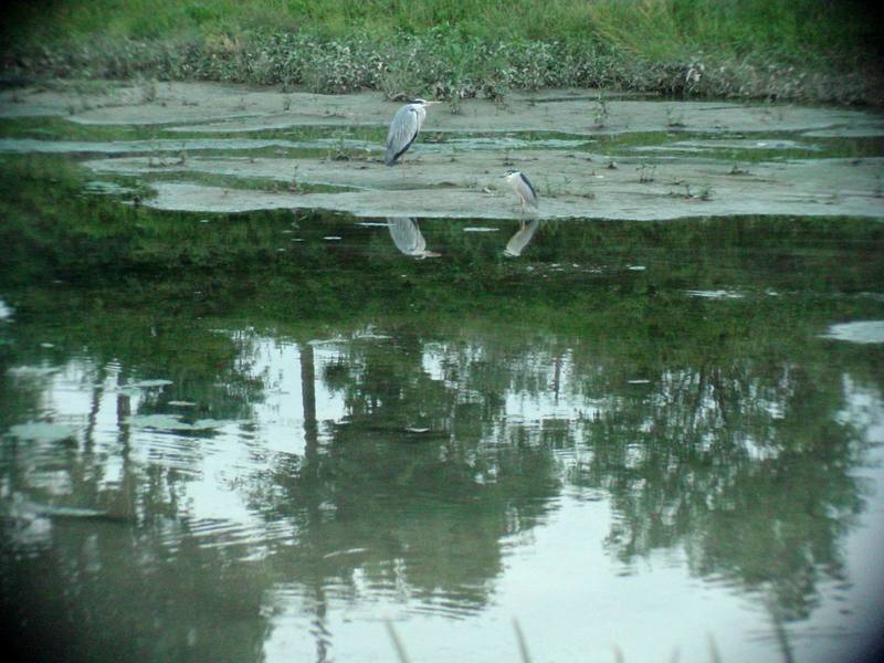 Grey Heron and Black-crowned Night Heron {!--왜가리/해오라기--> -Zoom test :); DISPLAY FULL IMAGE.