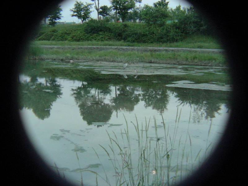 Grey Heron and Black-crowned Night Heron {!--왜가리/해오라기--> -Zoom test :); DISPLAY FULL IMAGE.
