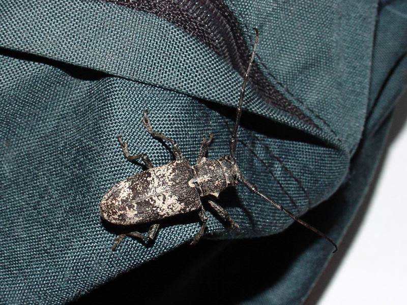 Gottsche's Long-horned Beetle {!-- 우리목하늘소/하늘소과 -->(Lamiomimus gottschei); DISPLAY FULL IMAGE.