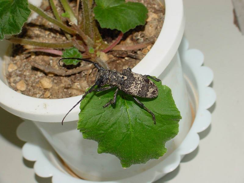 Gottsche's Long-horned Beetle {!-- 우리목하늘소/하늘소과 -->(Lamiomimus gottschei); DISPLAY FULL IMAGE.