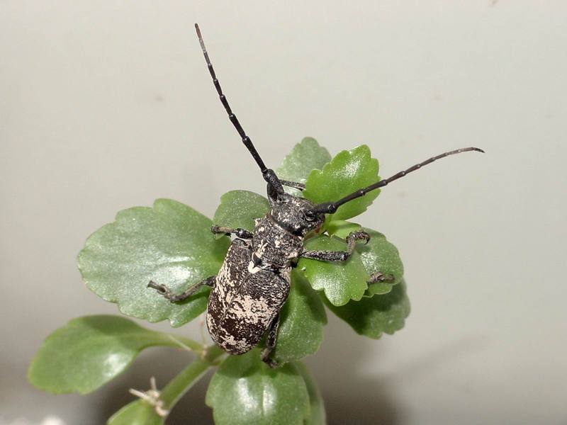 Gottsche's Long-horned Beetle {!-- 우리목하늘소/하늘소과 -->(Lamiomimus gottschei); DISPLAY FULL IMAGE.