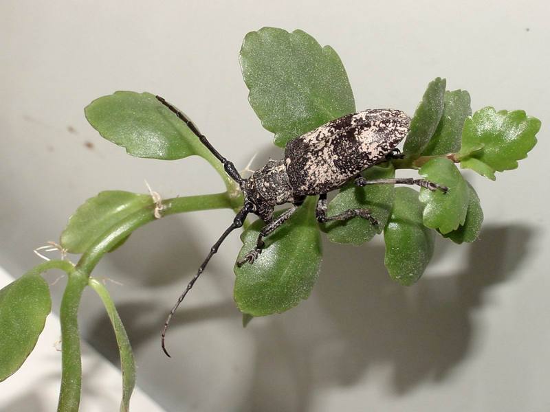 Gottsche's Long-horned Beetle {!-- 우리목하늘소/하늘소과 -->(Lamiomimus gottschei); DISPLAY FULL IMAGE.