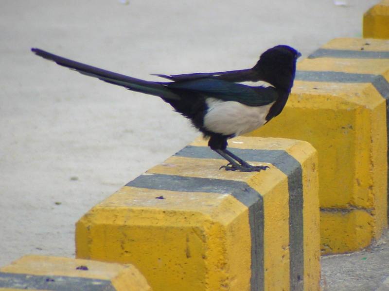 Black-billed Magpie {!--까치-->; DISPLAY FULL IMAGE.