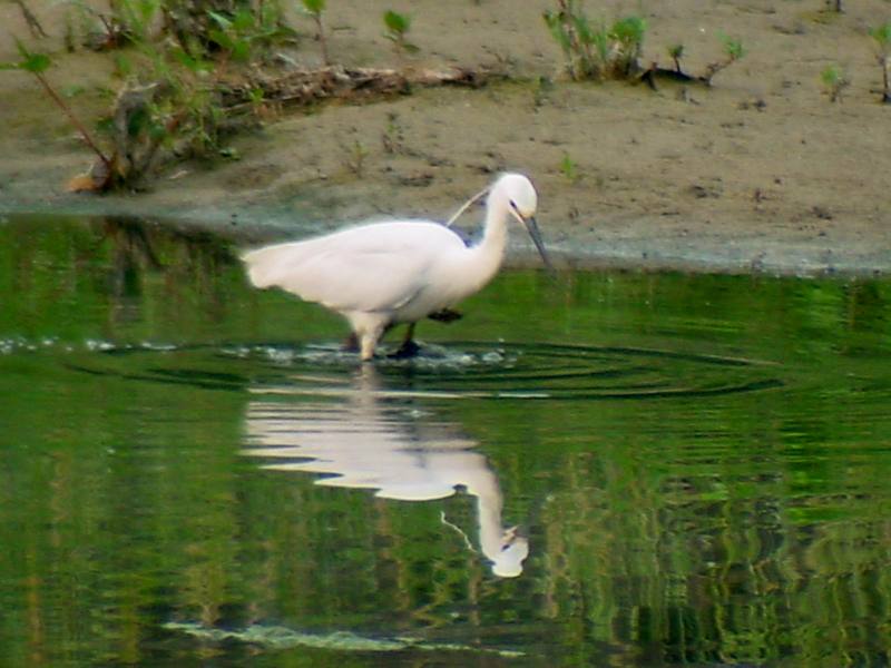 Little Egret {!--쇠백로-->; DISPLAY FULL IMAGE.