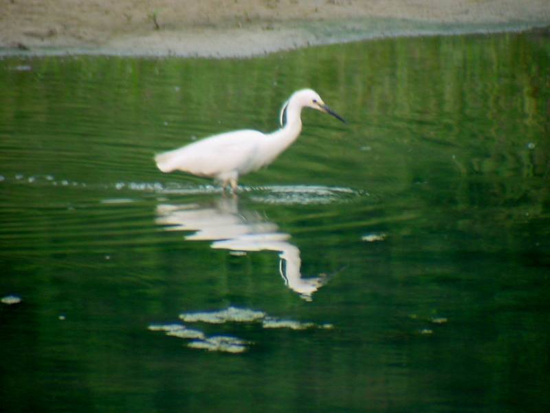 Little Egret {!--쇠백로-->; DISPLAY FULL IMAGE.