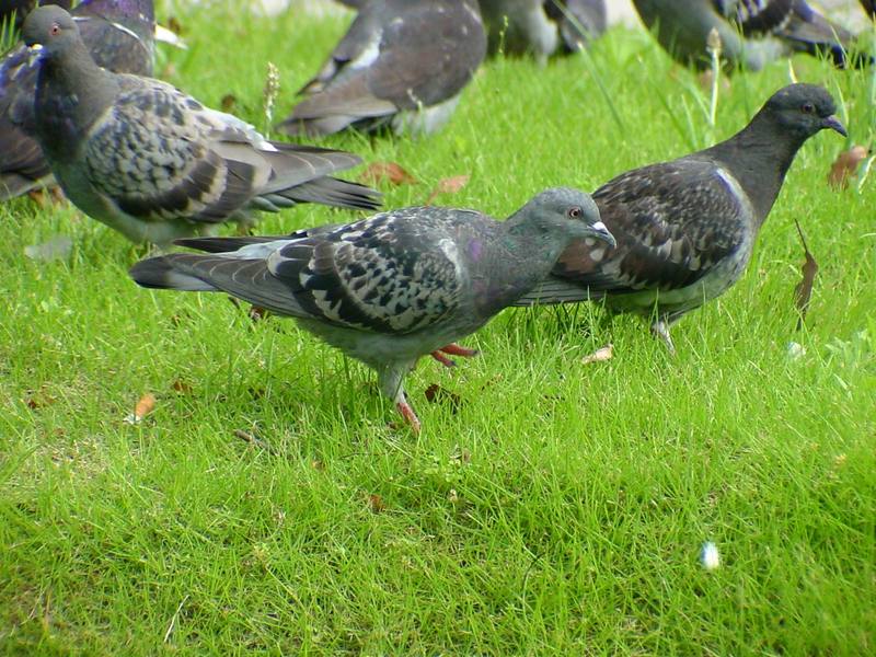 [Birds of Tokyo] Feral Pigeons {!--비둘기-->; DISPLAY FULL IMAGE.