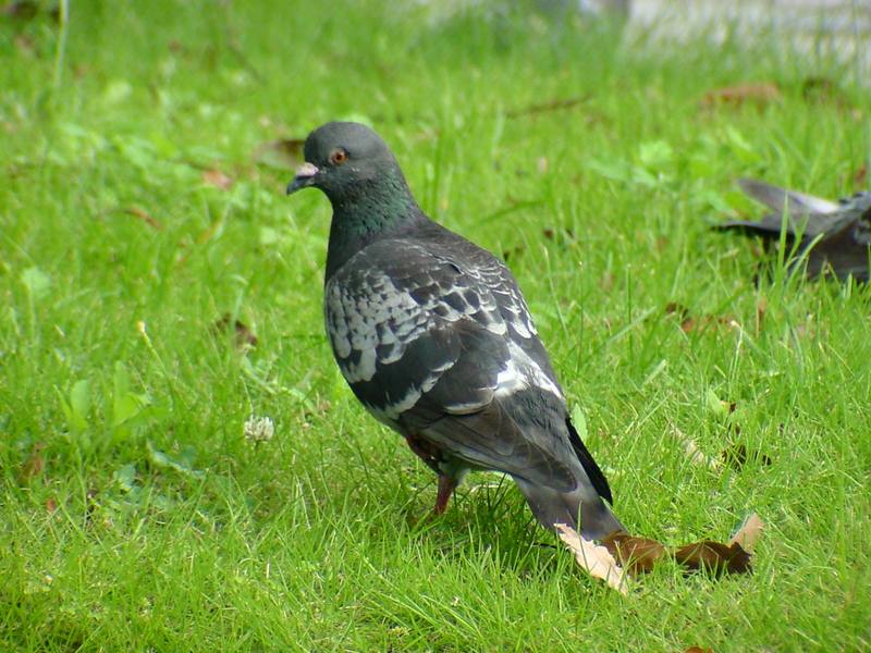 [Birds of Tokyo] Feral Pigeons {!--비둘기-->; DISPLAY FULL IMAGE.