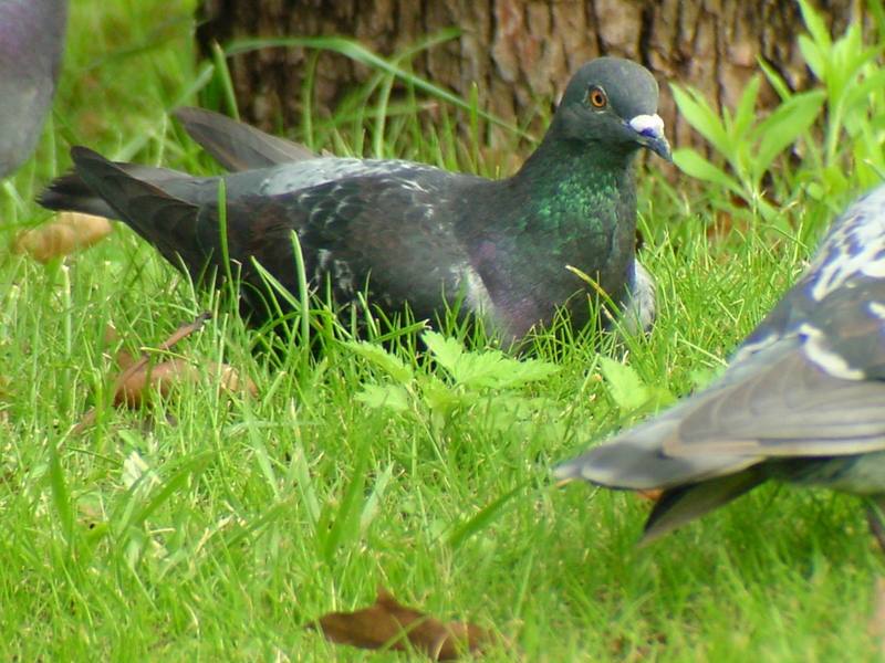 [Birds of Tokyo] Feral Pigeon {!--비둘기-->; DISPLAY FULL IMAGE.
