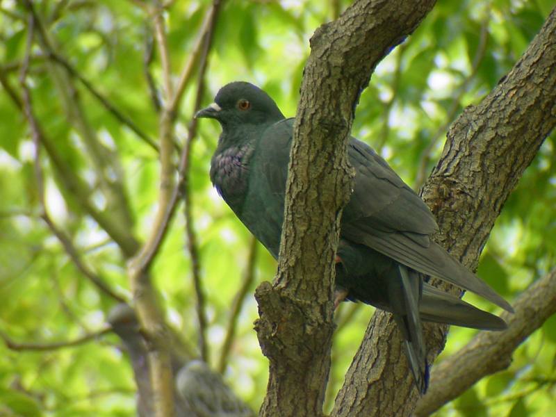 [Birds of Tokyo] Feral Pigeon {!--비둘기-->; DISPLAY FULL IMAGE.