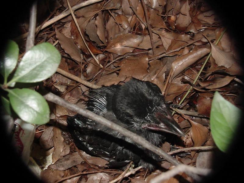 [Birds of Tokyo] baby Jungle Crow (Corvus macrorhynchos) {!--큰부리까마귀/일본-->; DISPLAY FULL IMAGE.