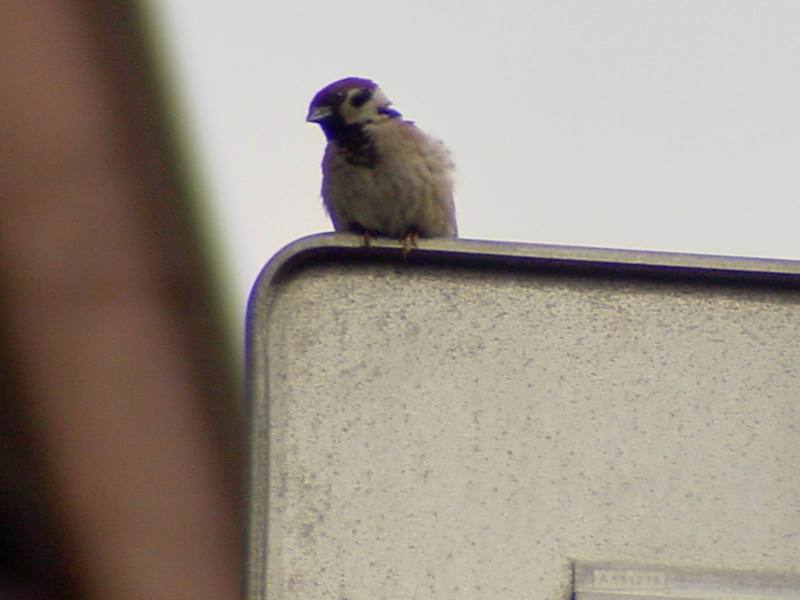 [Birds of Tokyo] Tree Sparrow {!--참새-->; DISPLAY FULL IMAGE.
