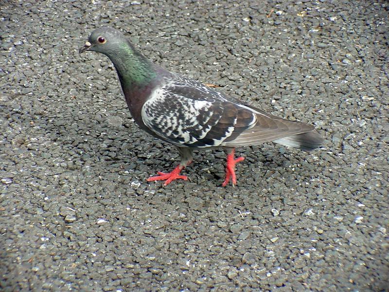 [Birds of Tokyo] Feral Pigeon {!--비둘기-->; DISPLAY FULL IMAGE.
