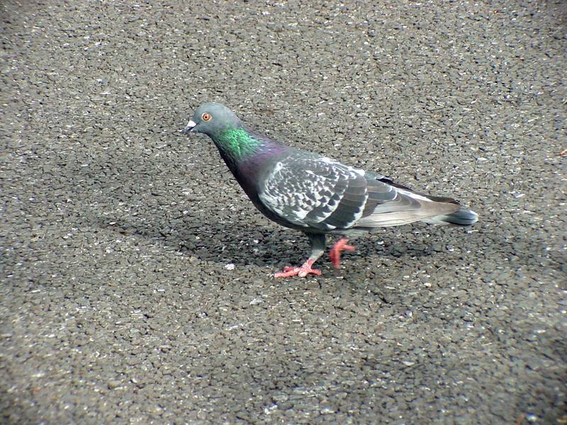 [Birds of Tokyo] Feral Pigeon {!--비둘기-->; DISPLAY FULL IMAGE.