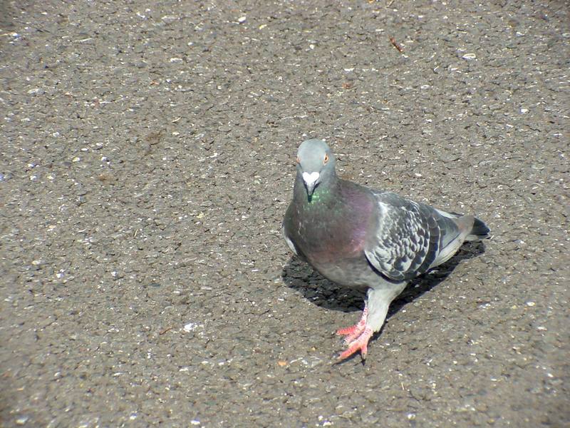 [Birds of Tokyo] Feral Pigeon {!--비둘기-->; DISPLAY FULL IMAGE.