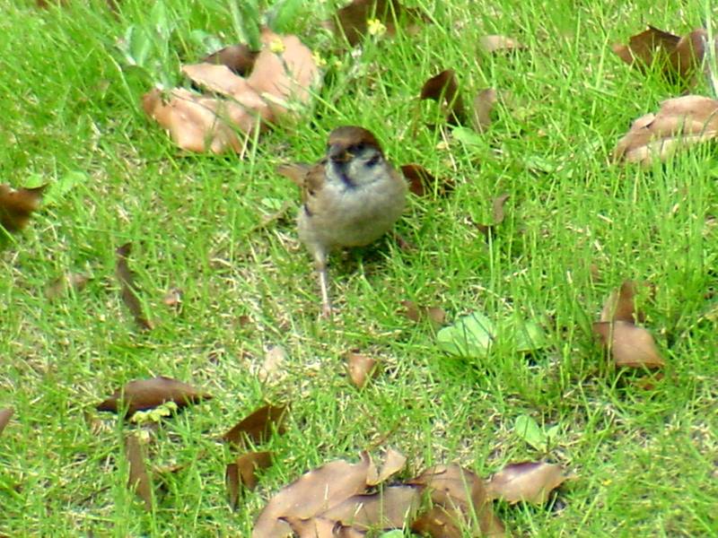 [Birds of Tokyo] Tree Sparrow {!--참새-->; DISPLAY FULL IMAGE.