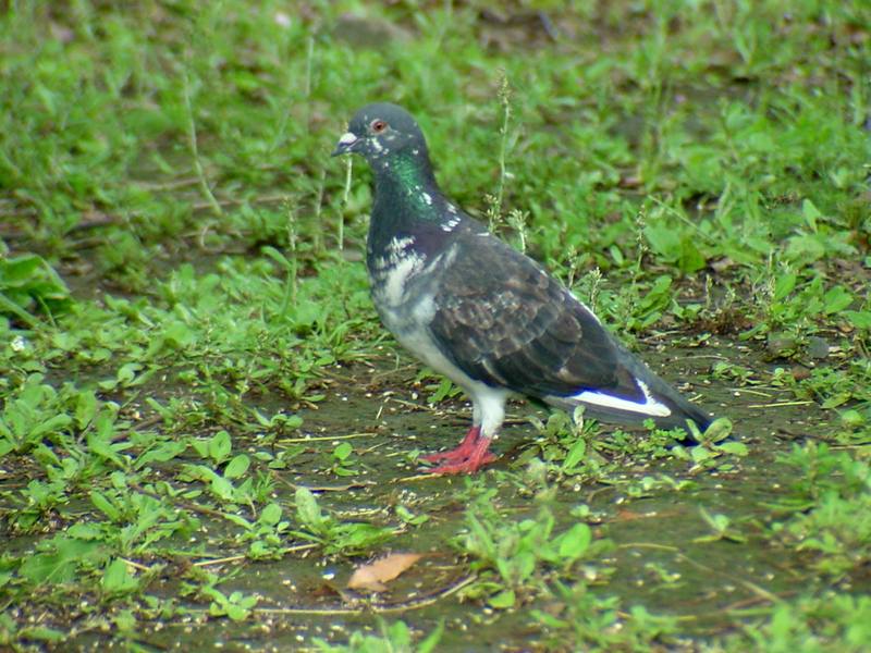 [Birds of Tokyo] Feral Pigeon {!--비둘기-->; DISPLAY FULL IMAGE.