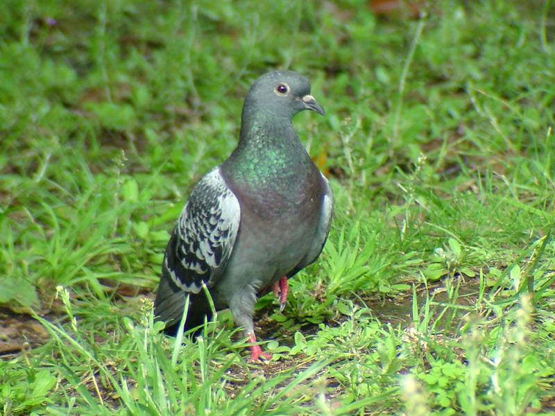 [Birds of Tokyo] Feral Pigeon {!--비둘기-->; DISPLAY FULL IMAGE.