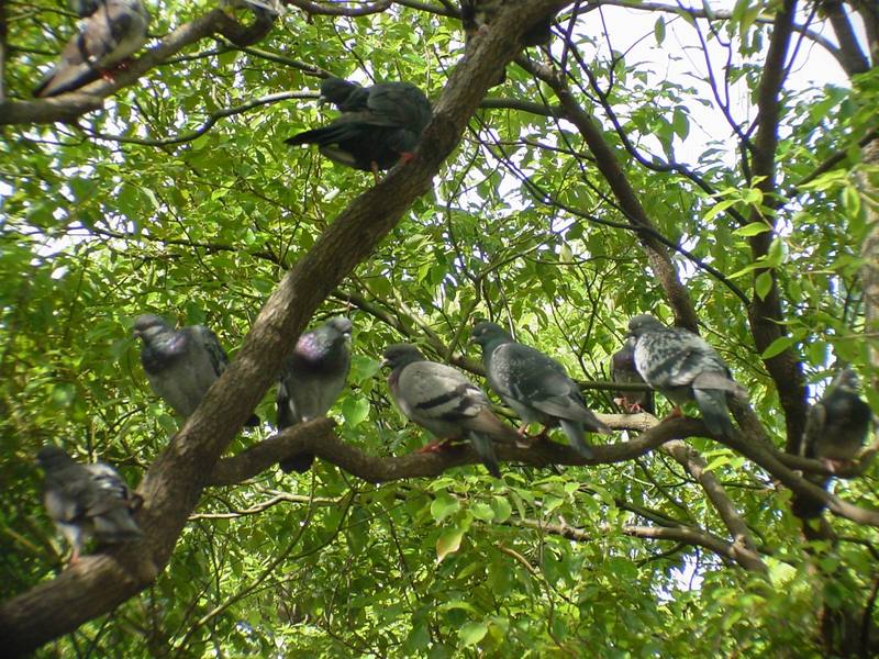 [Birds of Tokyo] Feral Pigeons {!--비둘기-->; DISPLAY FULL IMAGE.