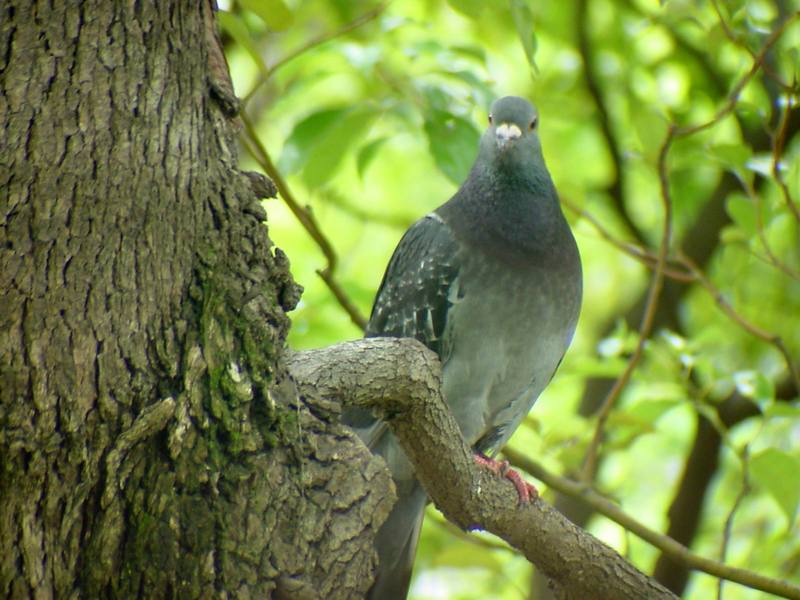 [Birds of Tokyo] Feral Pigeon {!--비둘기-->; DISPLAY FULL IMAGE.