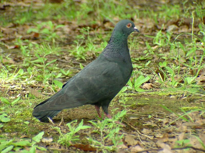 [Birds of Tokyo] Feral Pigeon {!--비둘기-->; DISPLAY FULL IMAGE.