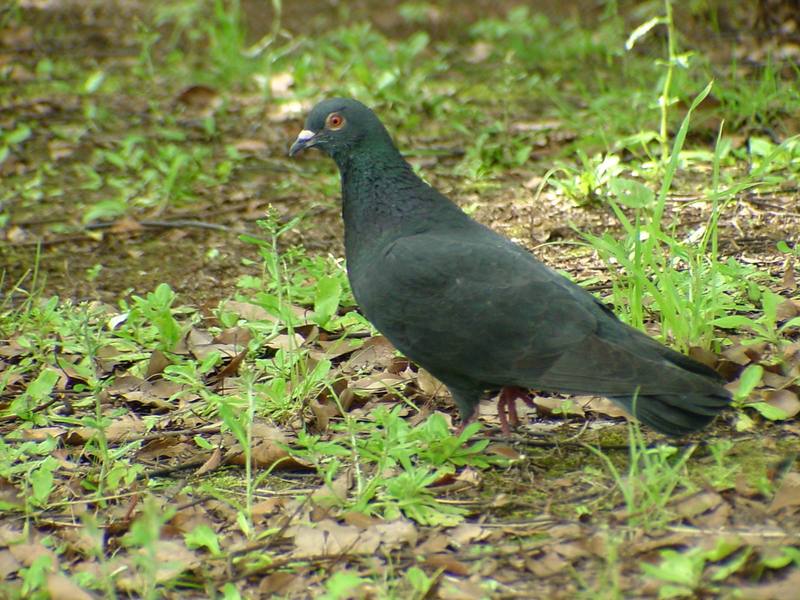 [Birds of Tokyo] Feral Pigeon {!--비둘기-->; DISPLAY FULL IMAGE.